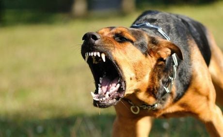 What to do if Your Dog Bites Another Dog