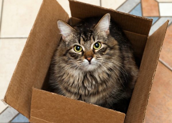 Move House with Your Cat – Stress Free!