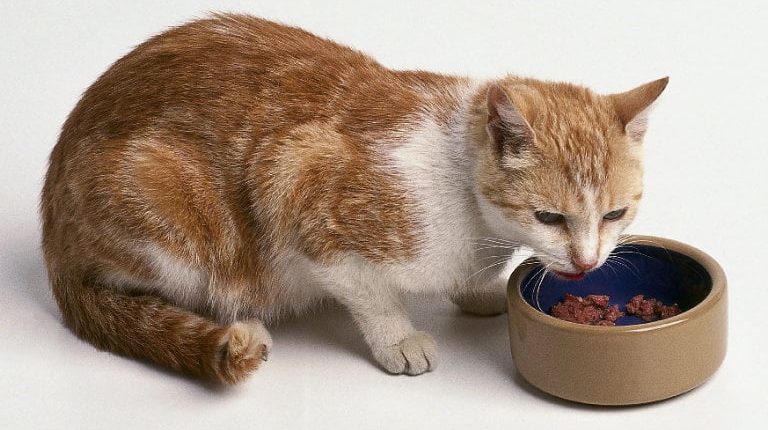 Why Your Cat's Appetite has Increased