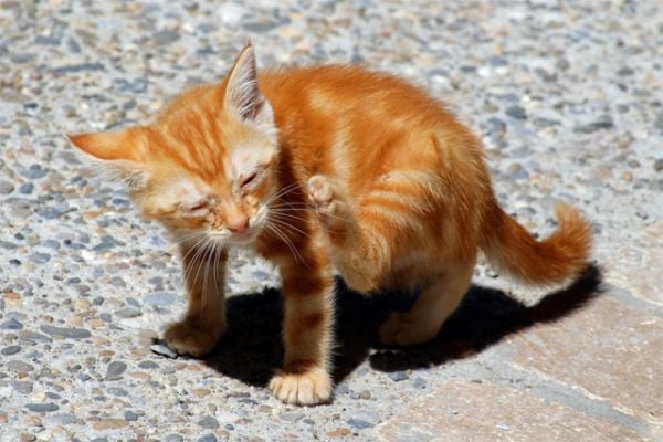 Excessive Itching in Cats