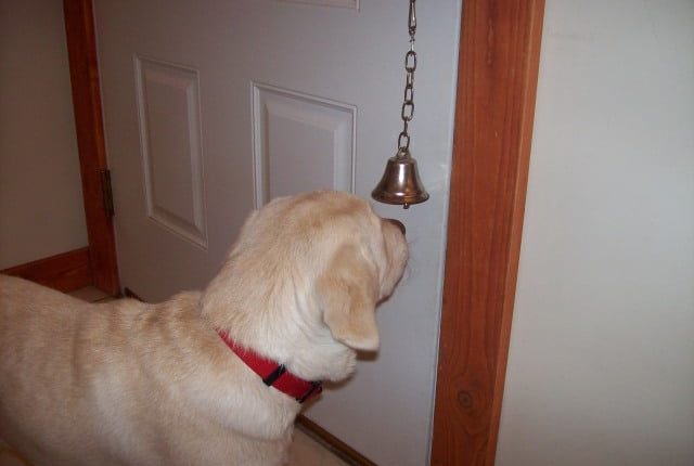 Teach Your Dog to Ring a Bell