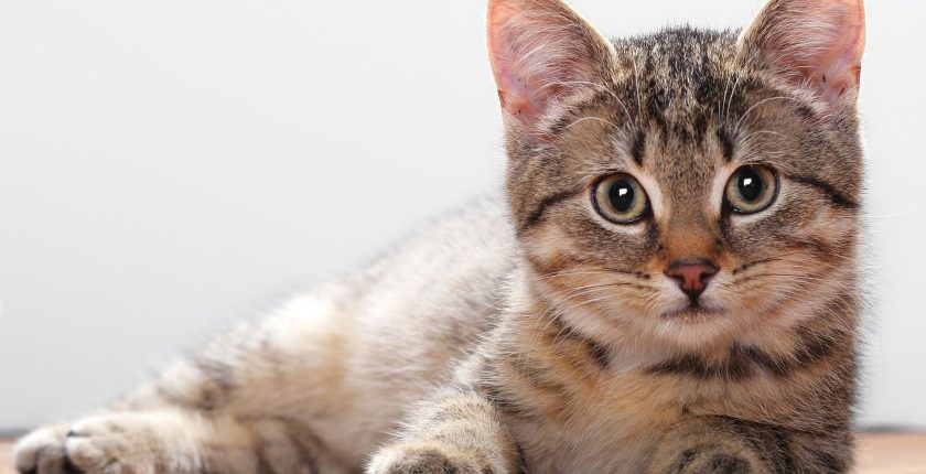 10 Common Illnesses in Cats