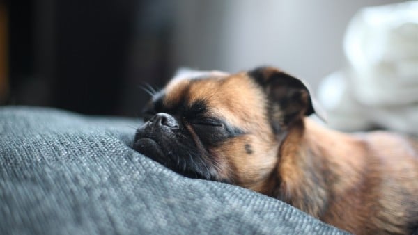 Is Your Dog Sleeping Too Much?