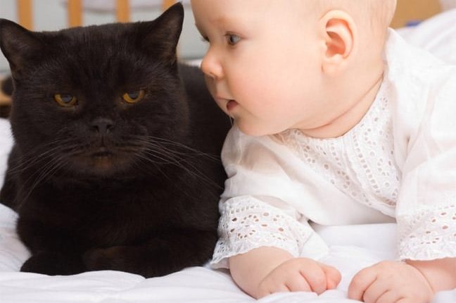 Cats and Babies Living Under One Roof