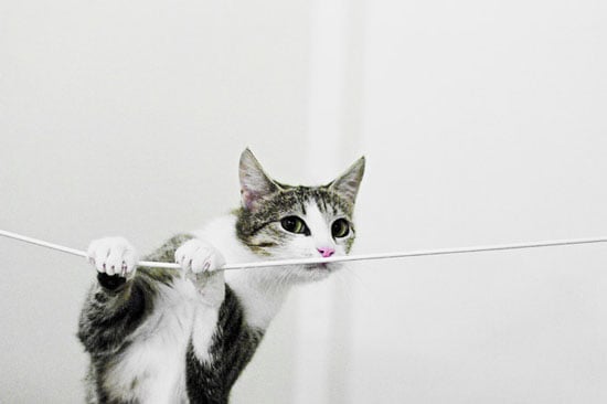 5 Ways to Prevent Your Cat from Chewing on Wires