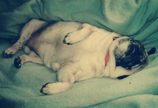 Should You be Concerned by Your Dog's Snoring?