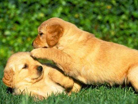 Games and Play Time Ideas for Your Puppy