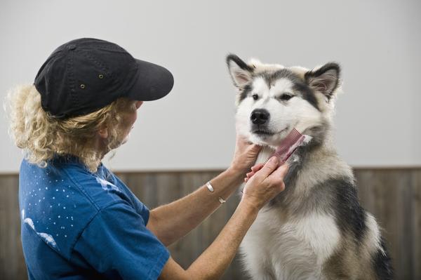 Dogs & Shedding: Everything You Need To Know