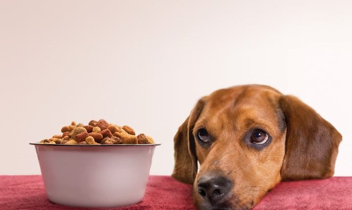 The Best Diet For A Dog With Cancer