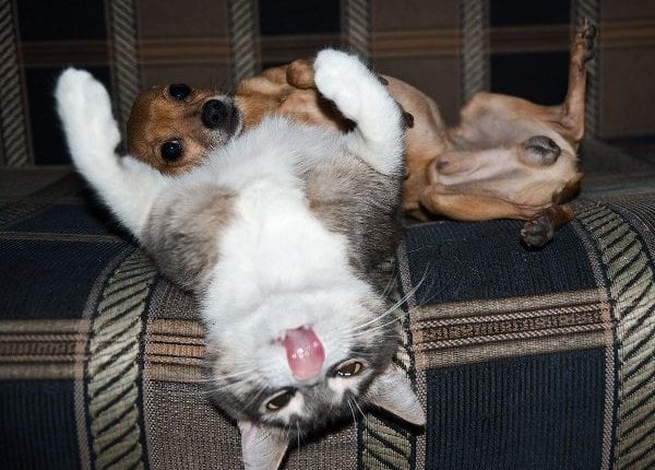 ​The Rather Odd Habits of Dogs and Cats