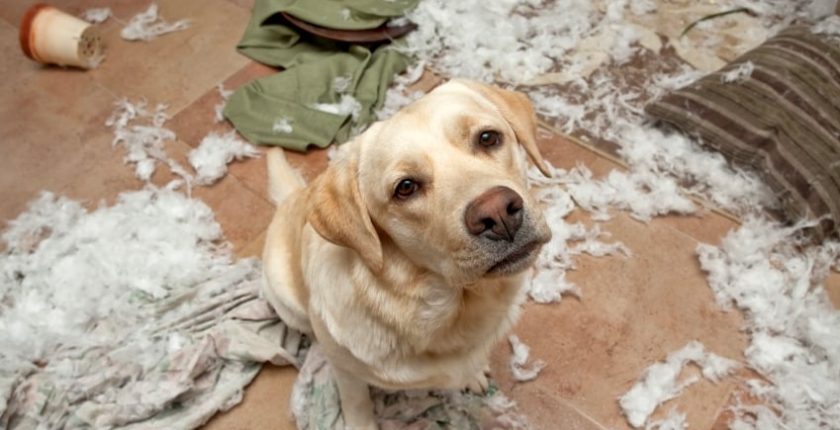 Why Do Dogs Chew Their Bedding?