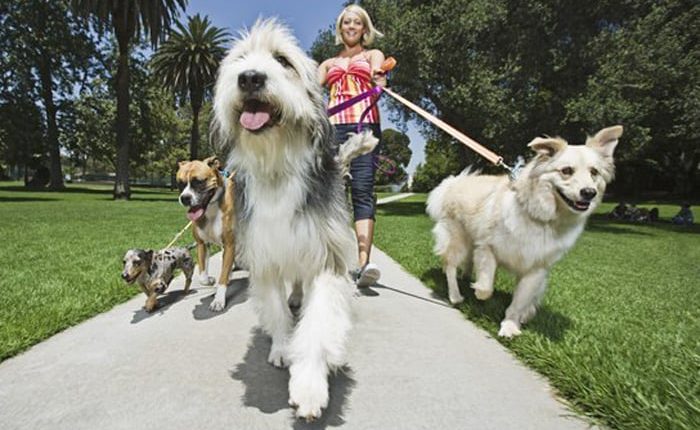 Should You Consider A Dog Walker?