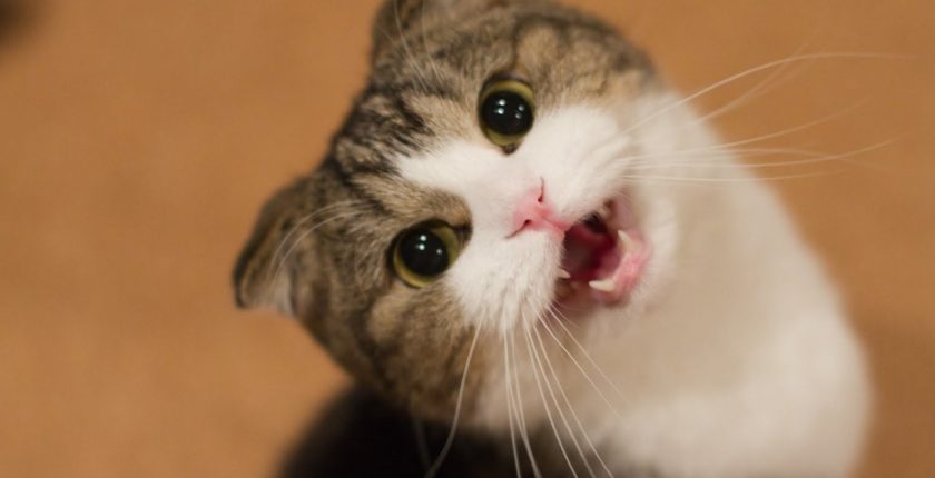 6 Reasons Why Your Cat Has Lost Their Meow