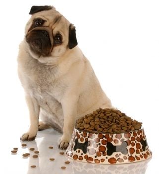 Stop Your Dog From Being A Fussy Eater Once And For All!