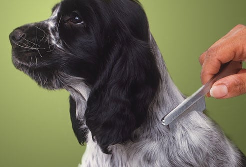 Are You Scratching Your Head Over Your Dog's Dandruff?