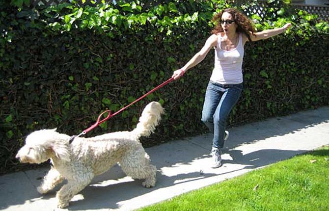 How To Stop Your Dog Pulling On The Leash