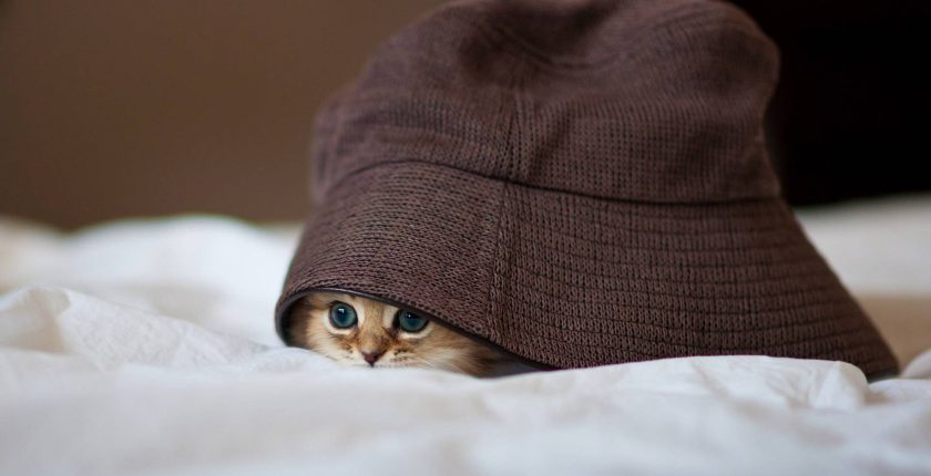 How To Coax Out a Cat That is Always Hiding