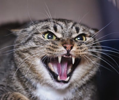 6 Reasons Why Your Cat Is Hissing