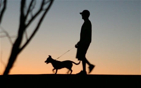 3 Ways To Keep Your Dog Safe On Night Walks