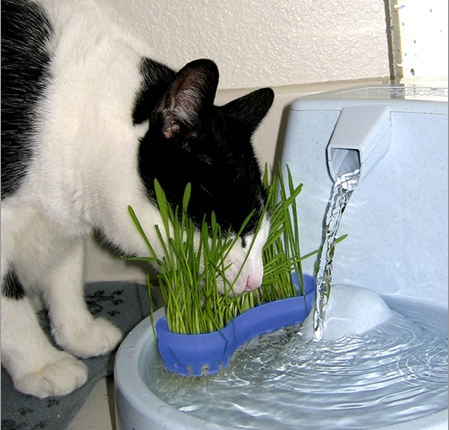 6 Reasons Why Cat Owners Should Consider Hydroponic Grass