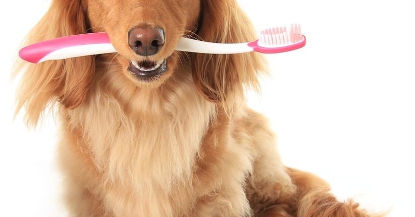 Learn To Brush Your Dog's Teeth