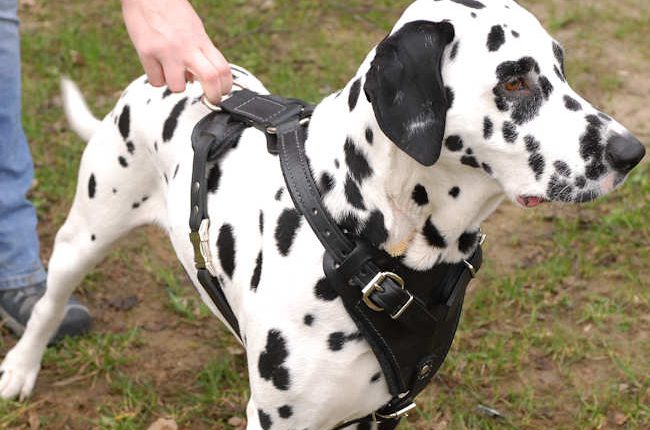 Should Your Dog Wear A Harness?