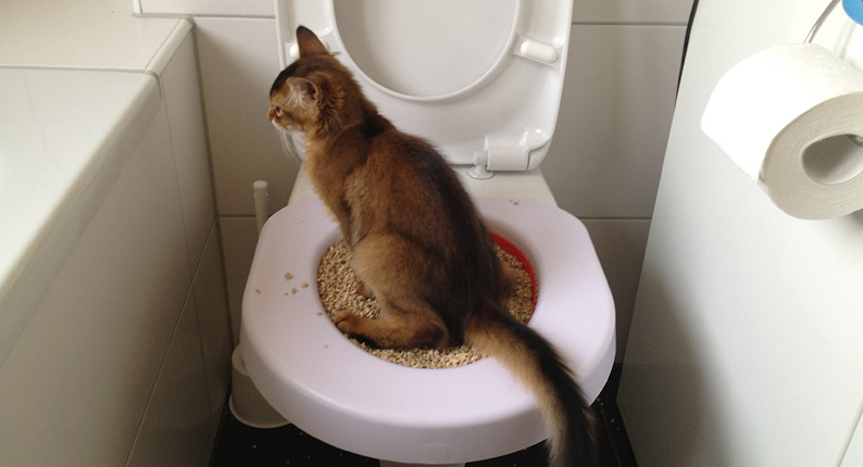 Teach Your Cat To Use YOUR Toilet