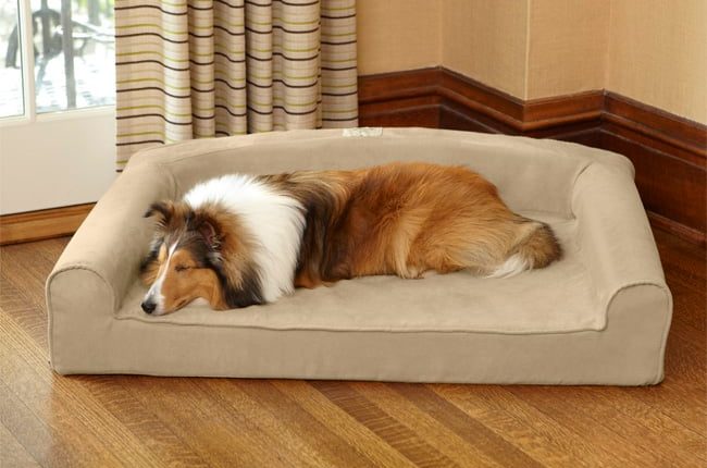 Could Your Dog Benefit From A Bolster Bed?