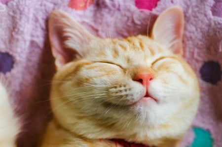 10 Helpful Items For Happy Cats