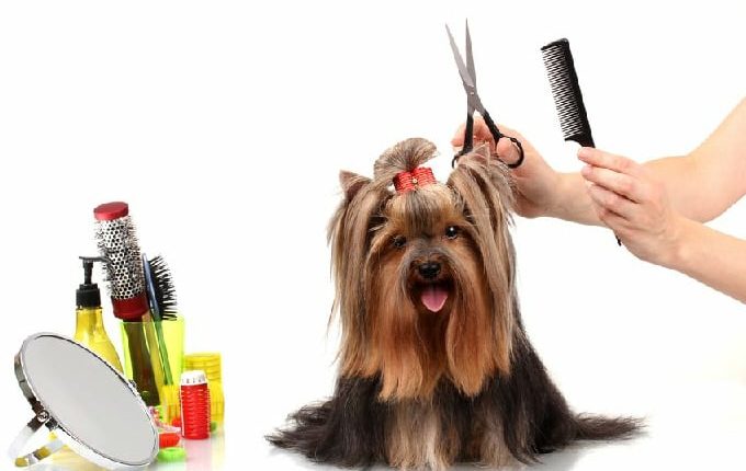 Dog Grooming: The Do's and Don'ts