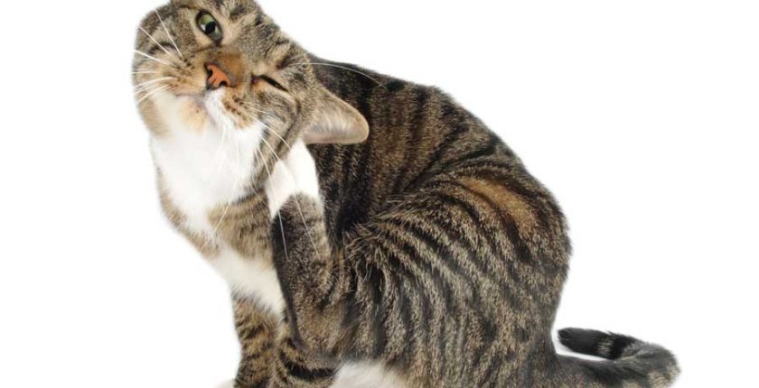 How To Tell If Your Cat Has Fleas