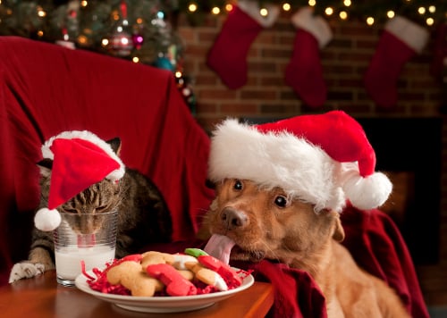 Christmas Foods NOT To Feed Your Pet