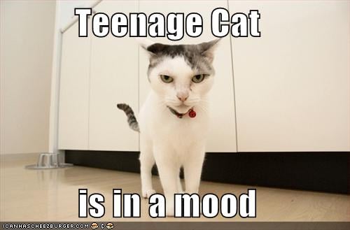 Adolescent Cats And What To Expect