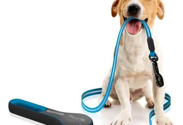 How To Choose The Right Leash For Your Dog