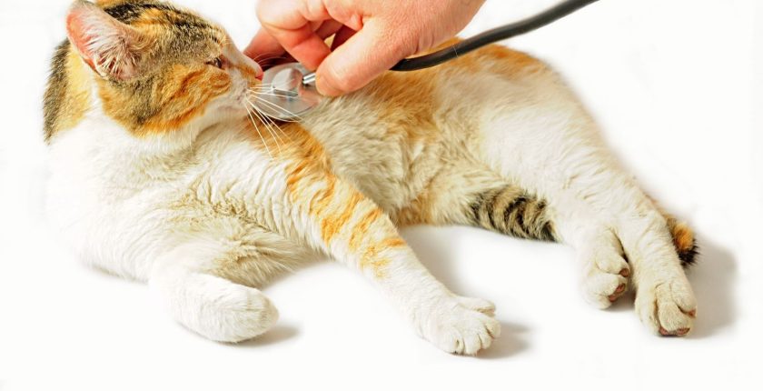 What You Need To Know About Feline Heart Disease