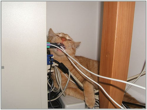 How To Keep Your Cat From Chewing Cables