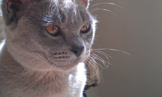 Seven Reasons to Love Burmese Cats