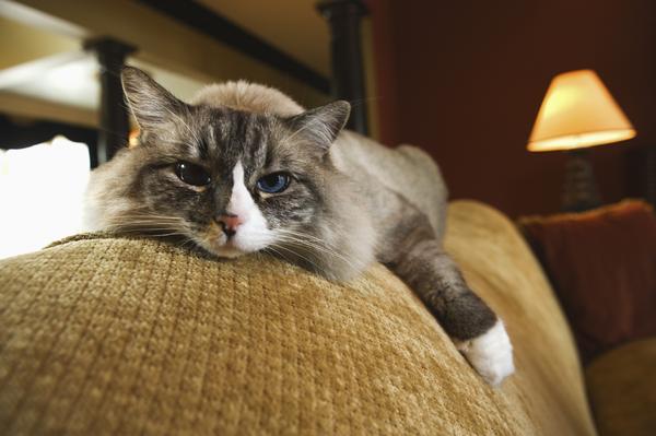 Five Major Health Problems to Look Out For in Older Cats