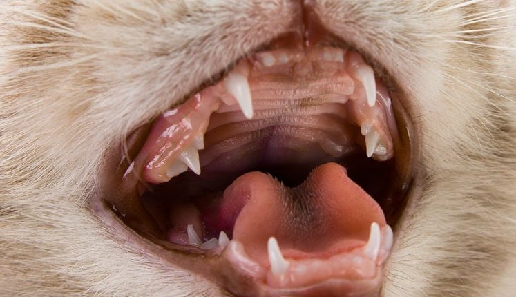 Is your cat suffering from dental disease?