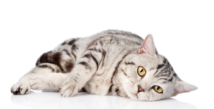 Can humans contract diseases from cats?