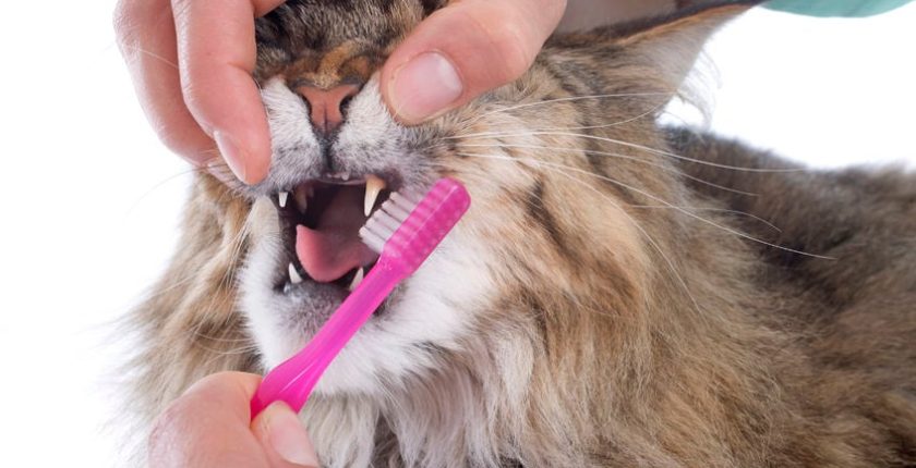 Do I need to brush my cat’s teeth?