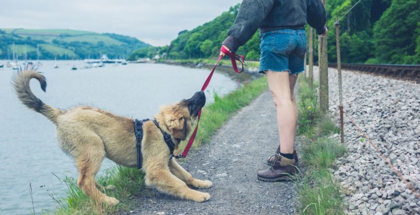 This is why your dog isn’t listening to you