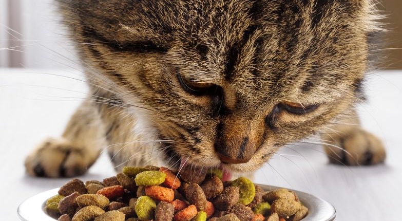 How much should you really feed your cat?