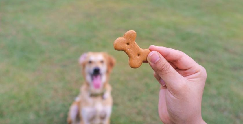 Four tricks to teach your dog now