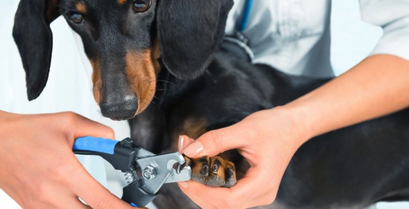 The stress-free way to trim your dog’s nails