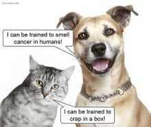 Dogs Can Smell Cancer