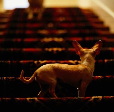 How to Help Your Dog Overcome Their Fear of Stairs