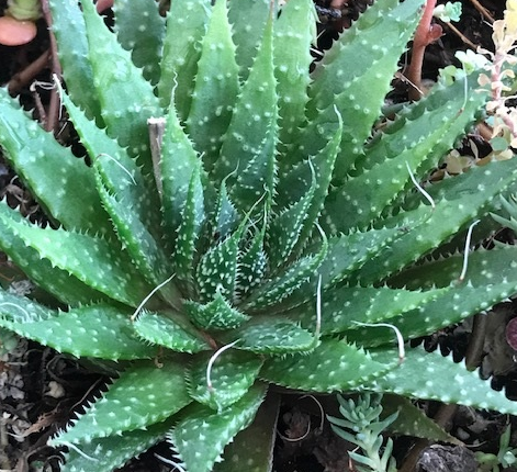 Aristaloe aristate