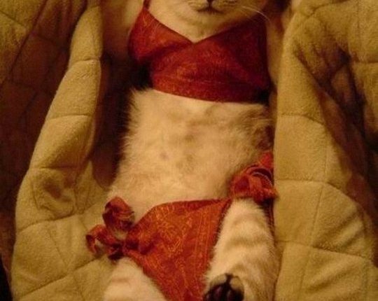 16 Cats and Dogs Ready For Bikini Season