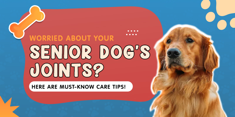 senior dog joint care tips